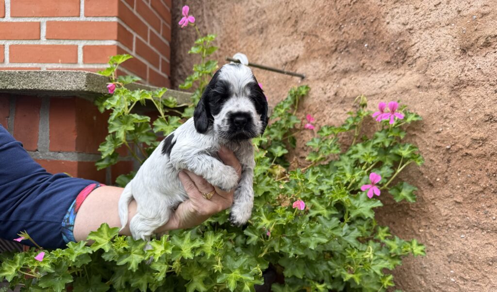 Tæve : Jeunesse-Dogs Jumping For Dreams