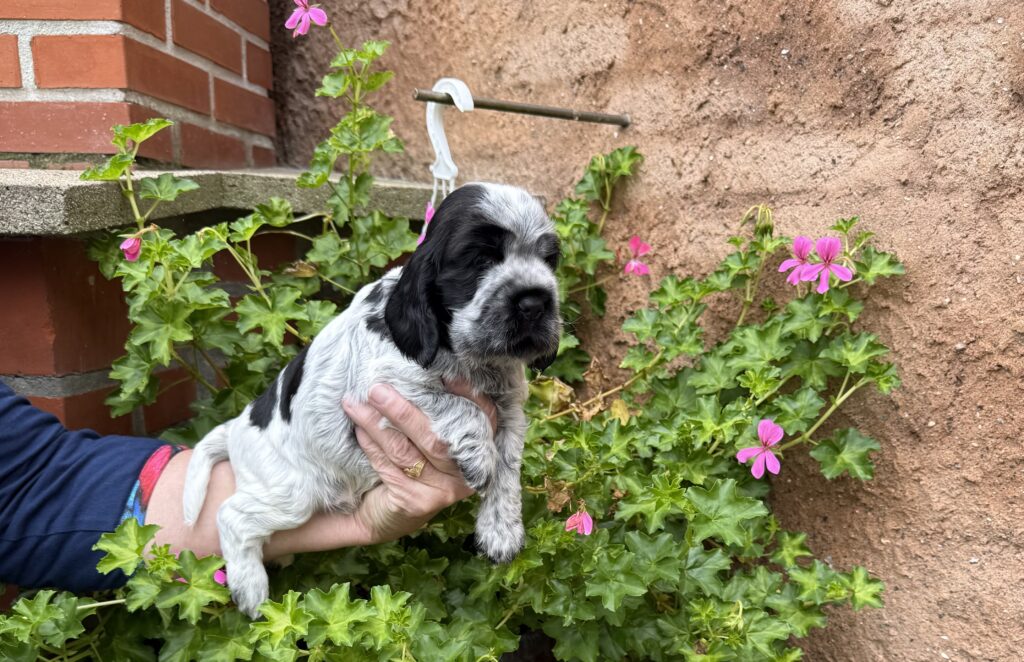 Han : Jeunesse-Dogs Jackpot Of Love 